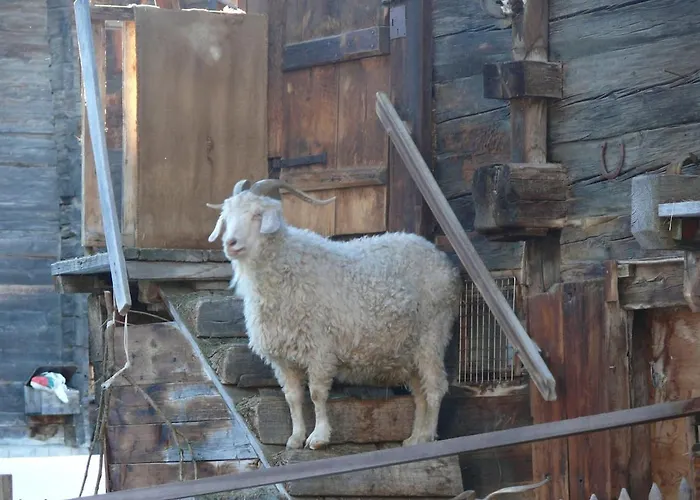 Swiss On Slopes Up To 10pax! Reckingen